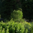 Houtina v lesoparku erven 2009